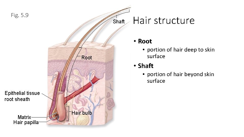 Fig. 5. 9 Shaft Hair structure • Root • portion of hair deep to