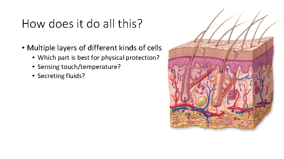 How does it do all this? • Multiple layers of different kinds of cells