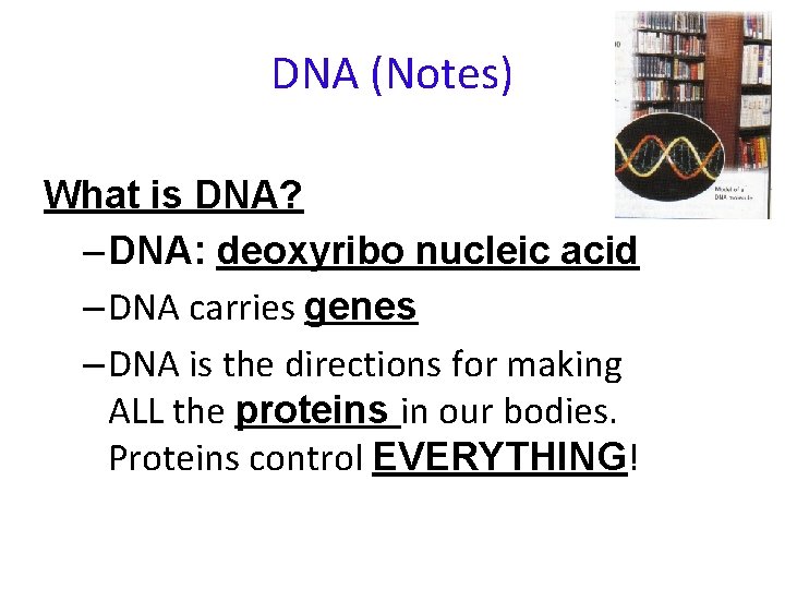 DNA (Notes) What is DNA? – DNA: deoxyribo nucleic acid – DNA carries genes