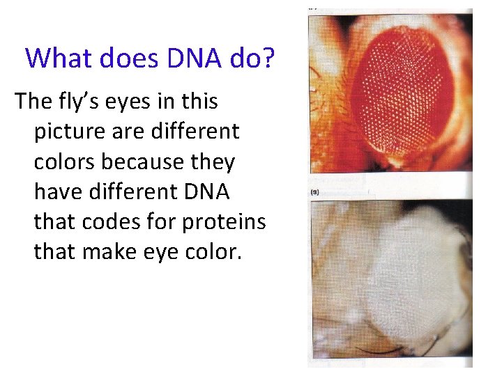 What does DNA do? The fly’s eyes in this picture are different colors because