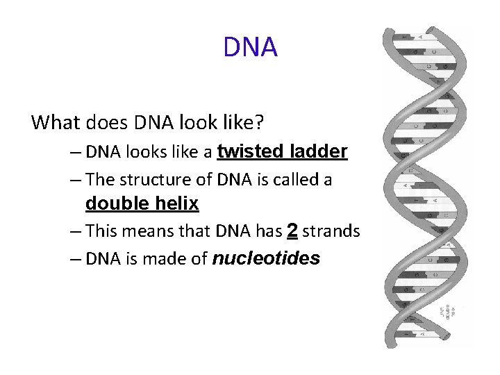 DNA What does DNA look like? – DNA looks like a twisted ladder –
