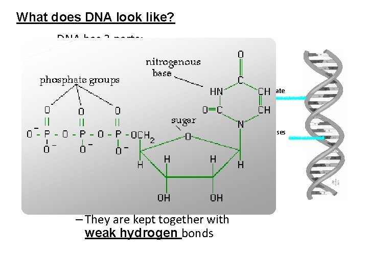 What does DNA look like? – DNA has 3 parts: 1. Sugar (deoxyribose) 2.
