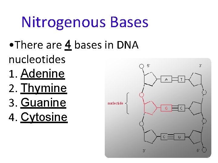 Nitrogenous Bases • There are 4 bases in DNA nucleotides 1. Adenine 2. Thymine