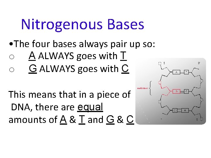 Nitrogenous Bases • The four bases always pair up so: o A ALWAYS goes