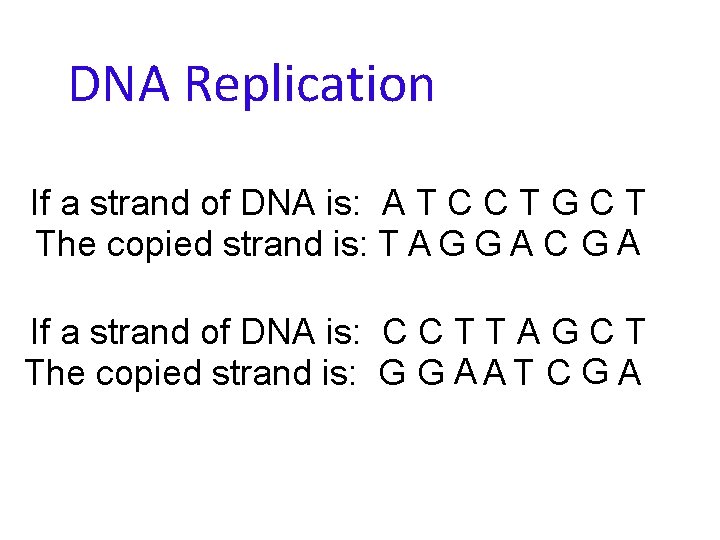 DNA Replication If a strand of DNA is: A T C C T G