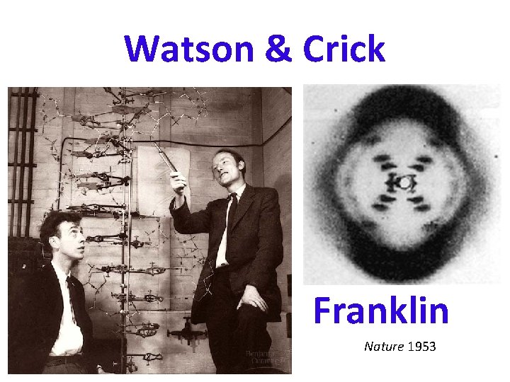 Watson & Crick Franklin Nature 1953 