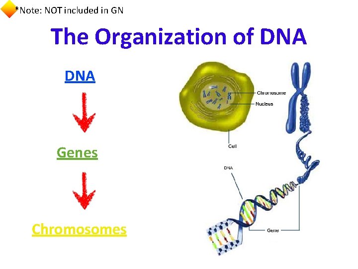 *Note: NOT included in GN The Organization of DNA Genes Chromosomes 