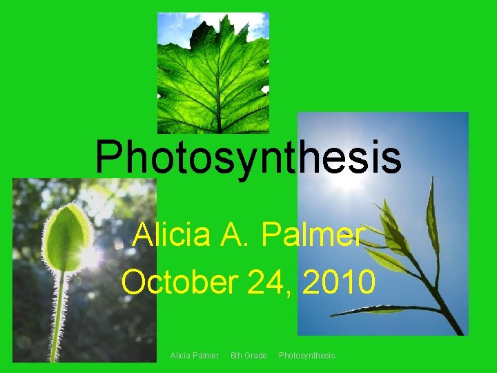 Photosynthesis Alicia A. Palmer October 24, 2010 Alicia Palmer 6 th Grade Photosynthesis 