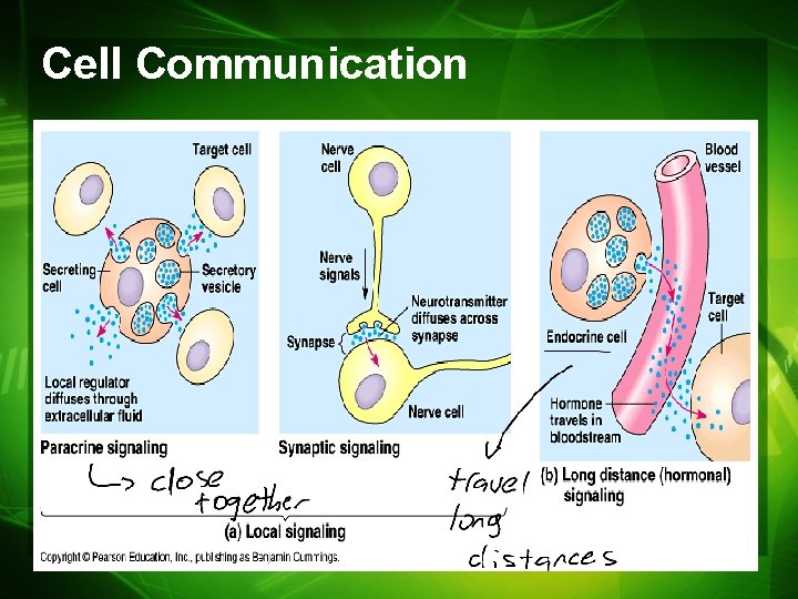 Chapter 11 Cell Communication Why do cells communicate