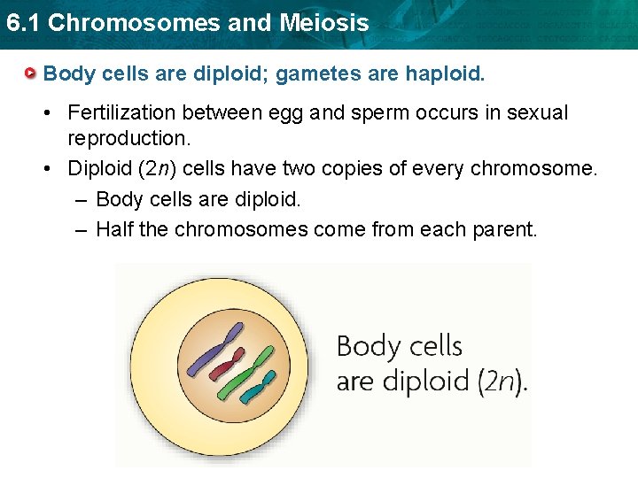 6. 1 Chromosomes and Meiosis Body cells are diploid; gametes are haploid. • Fertilization