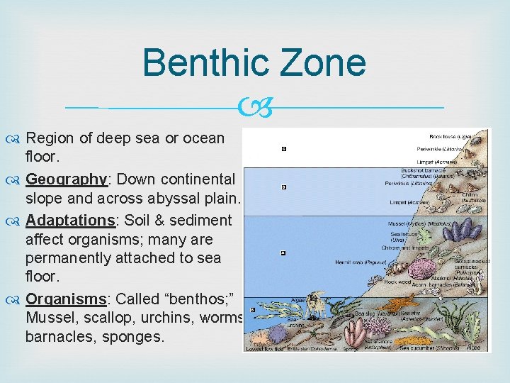 Benthic Zone Region of deep sea or ocean floor. Geography: Down continental slope and