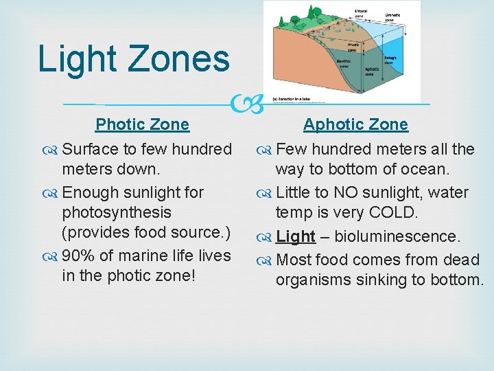 Light Zones Photic Zone Surface to few hundred meters down. Enough sunlight for photosynthesis