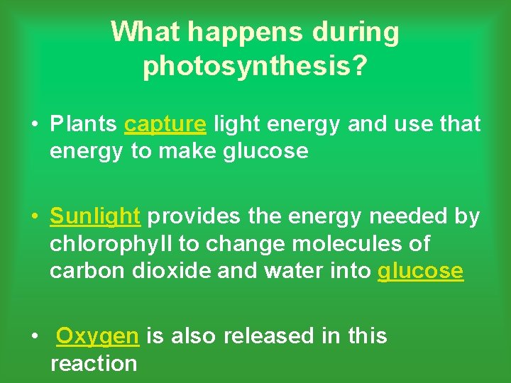 What happens during photosynthesis? • Plants capture light energy and use that energy to