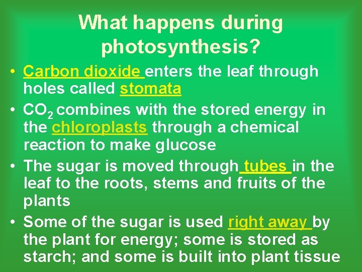 What happens during photosynthesis? • Carbon dioxide enters the leaf through holes called stomata