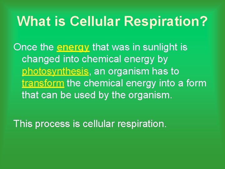 What is Cellular Respiration? Once the energy that was in sunlight is changed into