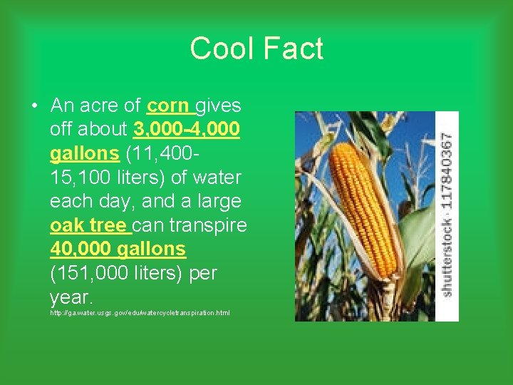 Cool Fact • An acre of corn gives off about 3, 000 -4, 000