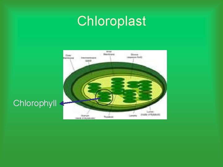 Chloroplast Chlorophyll 