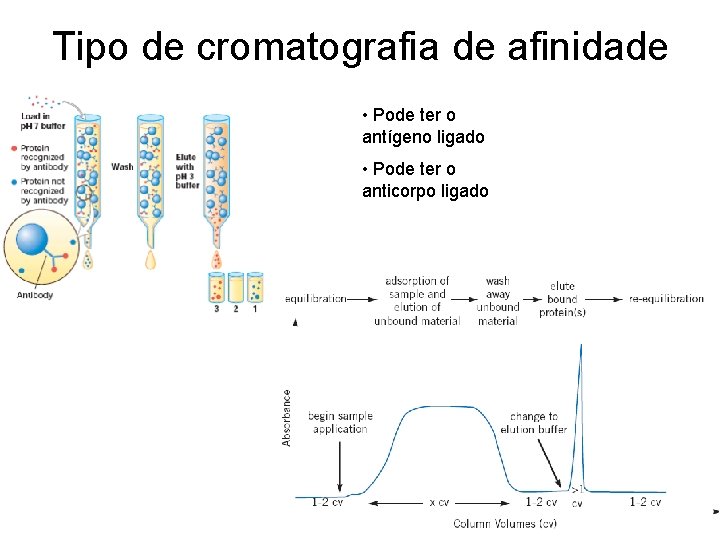 Tipo de cromatografia de afinidade • Pode ter o antígeno ligado • Pode ter