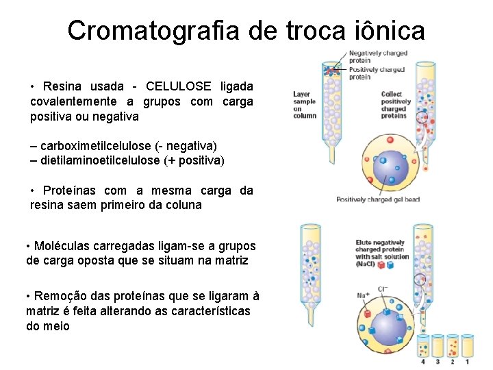 Cromatografia de troca iônica • Resina usada - CELULOSE ligada covalentemente a grupos com