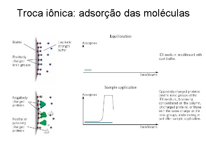 Troca iônica: adsorção das moléculas 