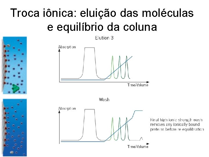 Troca iônica: eluição das moléculas e equilíbrio da coluna 