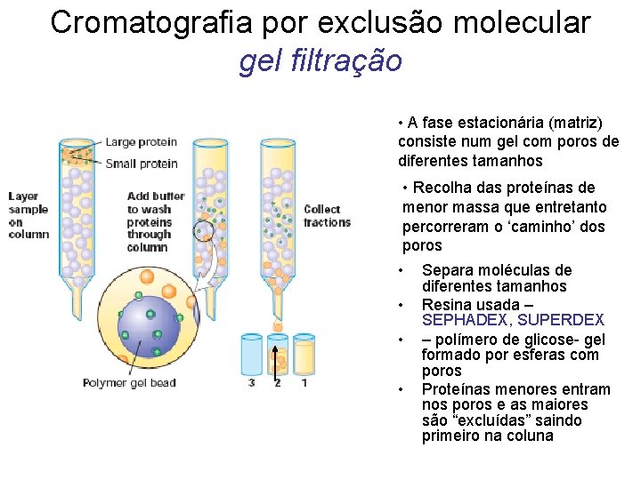 Cromatografia por exclusão molecular gel filtração • A fase estacionária (matriz) consiste num gel