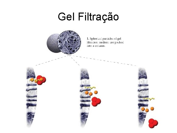 Gel Filtração 