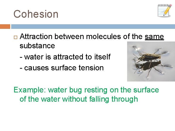 Cohesion Attraction between molecules of the same substance - water is attracted to itself