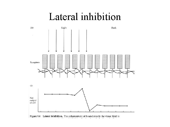 Lateral inhibition 