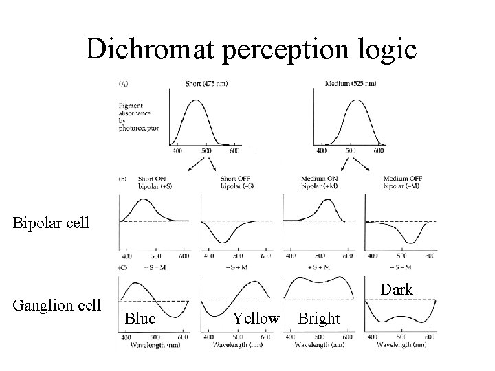 Dichromat perception logic Bipolar cell Ganglion cell Dark Blue Yellow Bright 