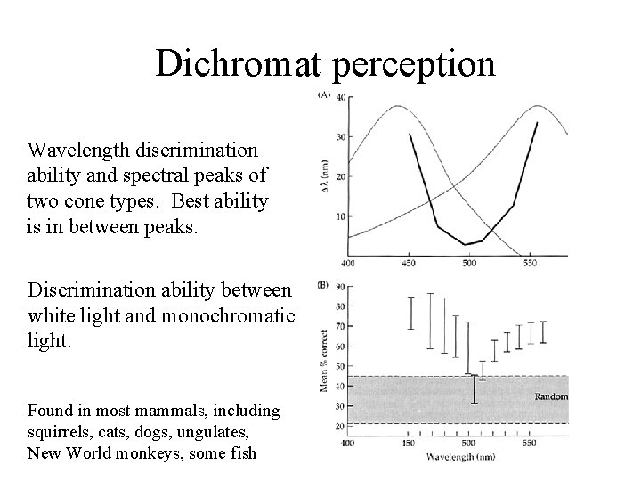 Dichromat perception Wavelength discrimination ability and spectral peaks of two cone types. Best ability