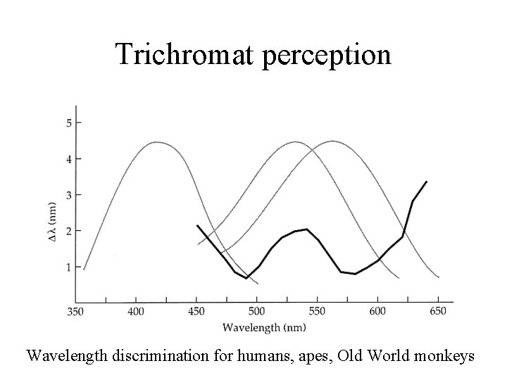 Trichromat perception Wavelength discrimination for humans, apes, Old World monkeys 