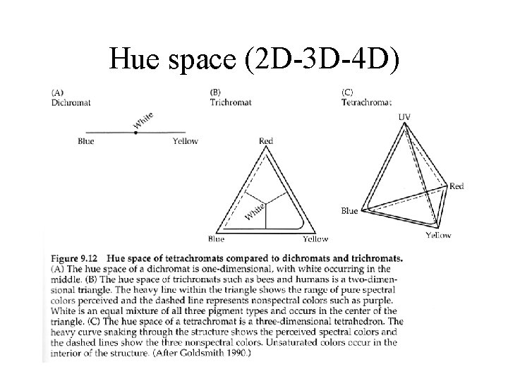 Hue space (2 D-3 D-4 D) 