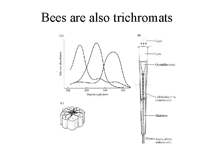 Bees are also trichromats 