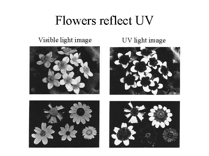 Flowers reflect UV Visible light image UV light image 