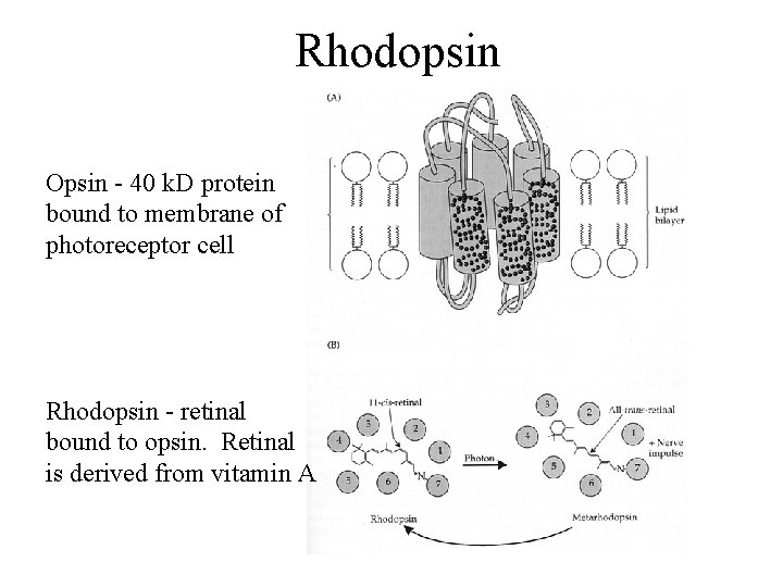 Rhodopsin Opsin - 40 k. D protein bound to membrane of photoreceptor cell Rhodopsin