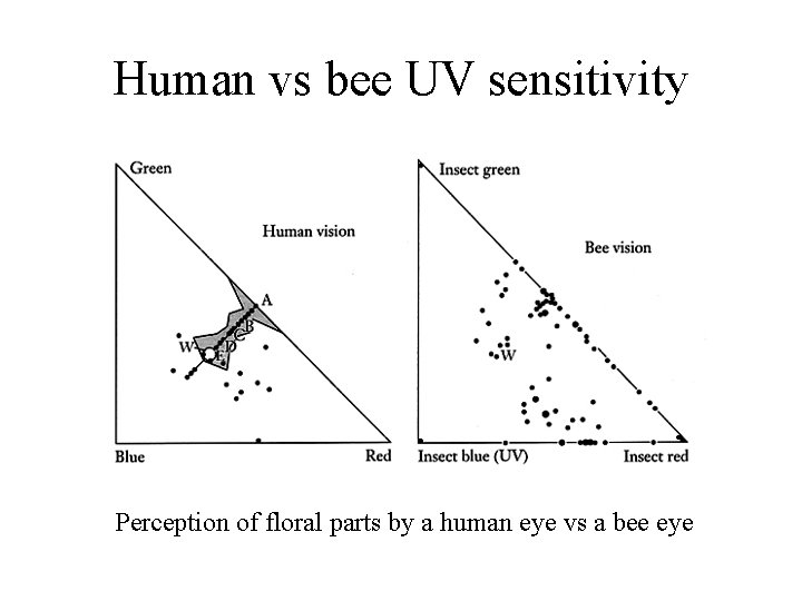 Human vs bee UV sensitivity Perception of floral parts by a human eye vs