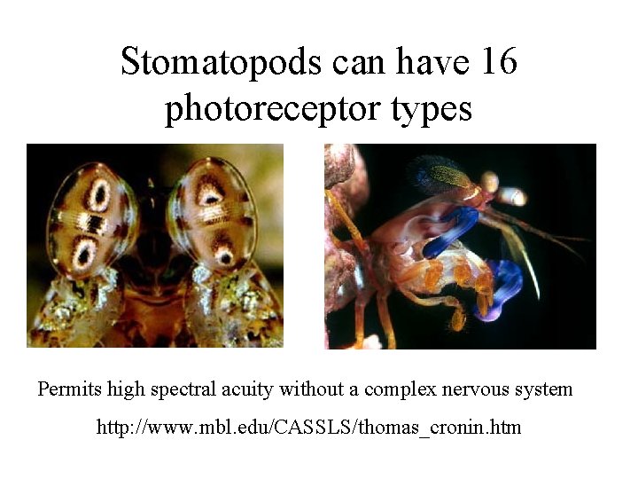 Stomatopods can have 16 photoreceptor types Permits high spectral acuity without a complex nervous