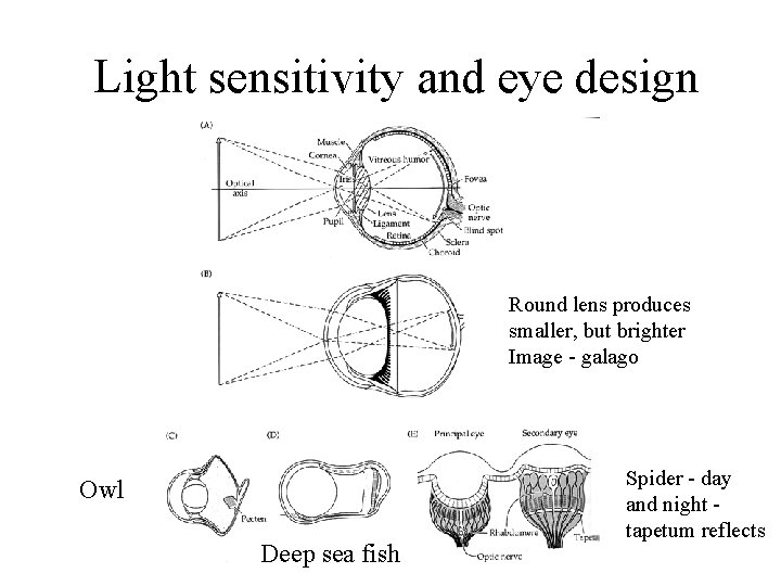 Light sensitivity and eye design Round lens produces smaller, but brighter Image - galago