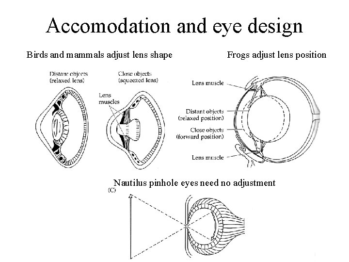 Accomodation and eye design Birds and mammals adjust lens shape Frogs adjust lens position