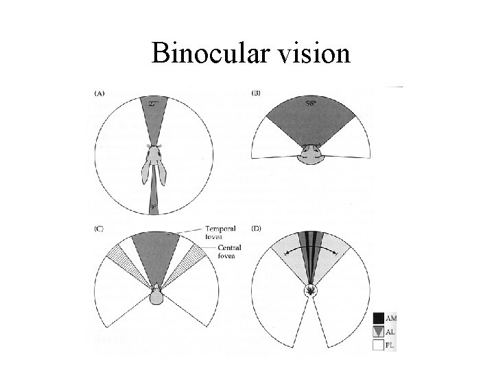 Binocular vision 