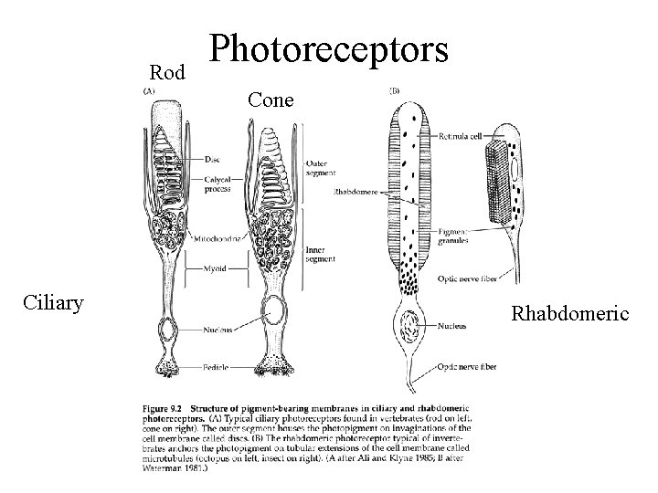 Rod Photoreceptors Cone Ciliary Rhabdomeric 