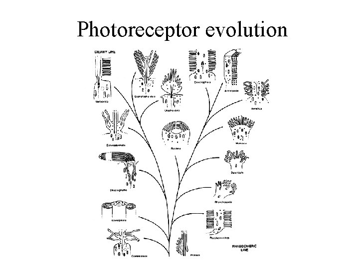 Photoreceptor evolution 
