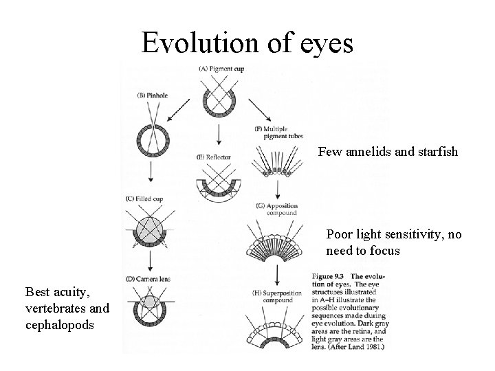 Evolution of eyes Few annelids and starfish Poor light sensitivity, no need to focus