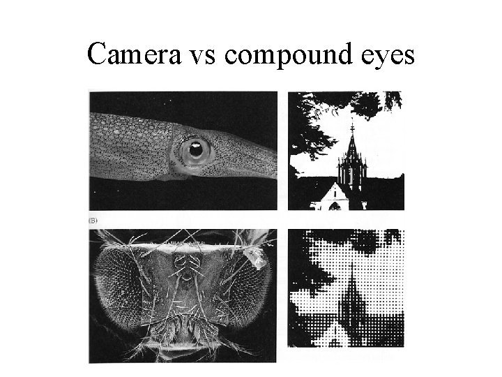 Camera vs compound eyes 