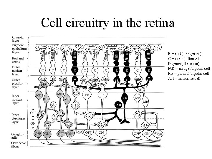 Cell circuitry in the retina R = rod (1 pigment) C = cone (often