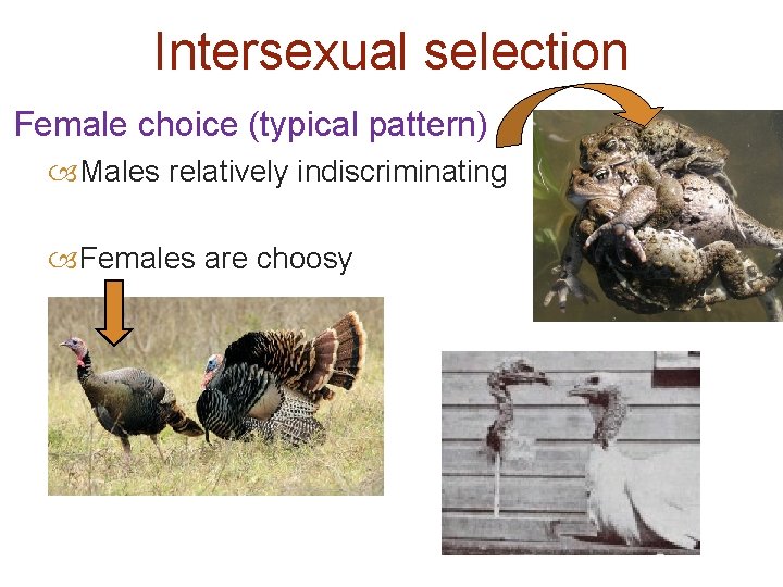Intersexual selection Female choice (typical pattern) Males relatively indiscriminating Females are choosy 
