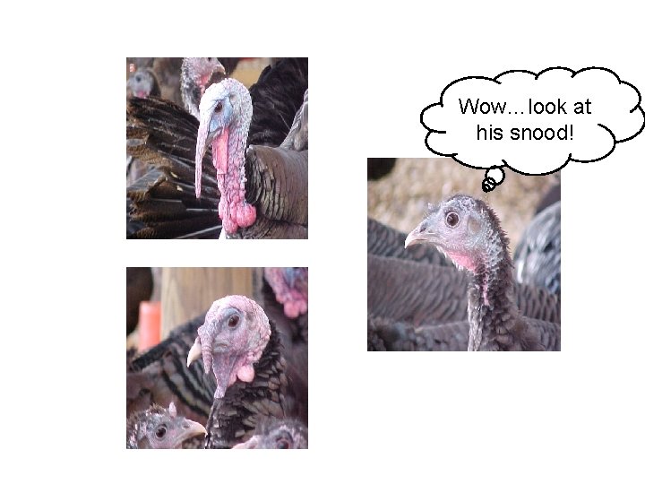 Wow…look at his snood! 