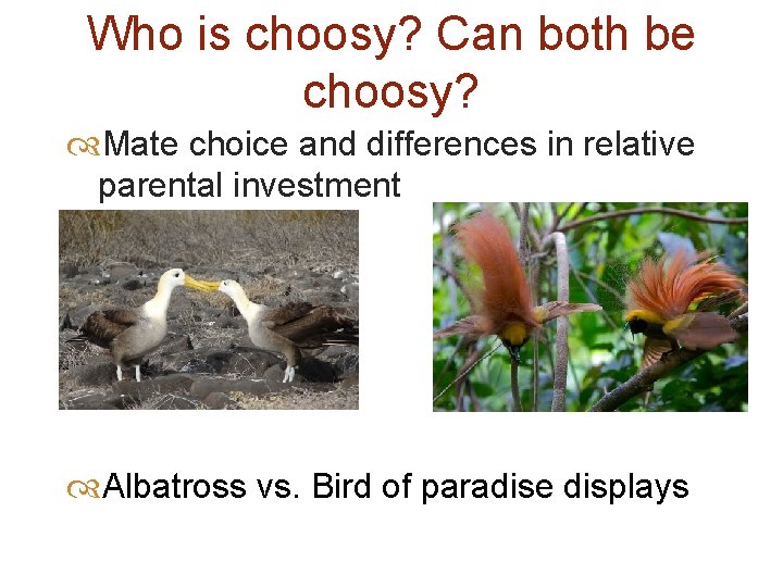 Who is choosy? Can both be choosy? Mate choice and differences in relative parental