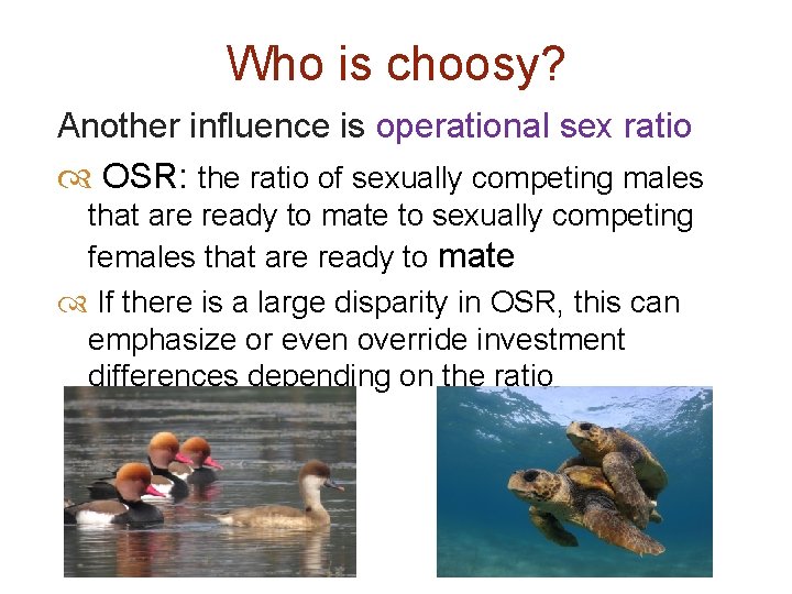 Who is choosy? Another influence is operational sex ratio OSR: the ratio of sexually